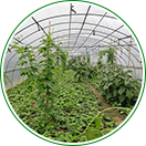 自產(chǎn)自銷(xiāo)，物美價(jià)廉